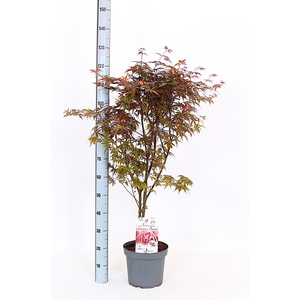 ACER PA SKEET BROOM