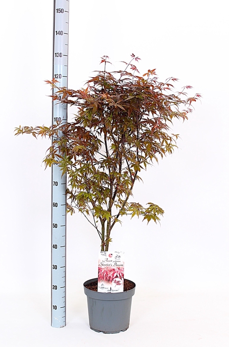 <h4>ACER PA SKEET BROOM</h4>