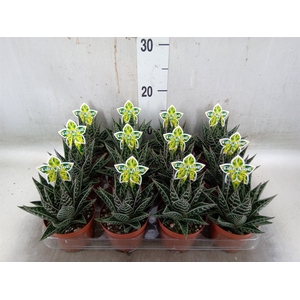 Aloe aristata 'Tiki Tahi'