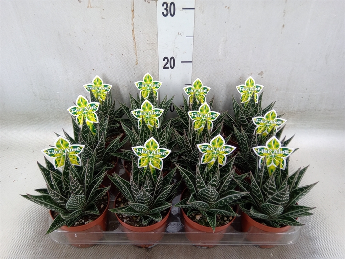 <h4>Aloe aristata 'Tiki Tahi'</h4>
