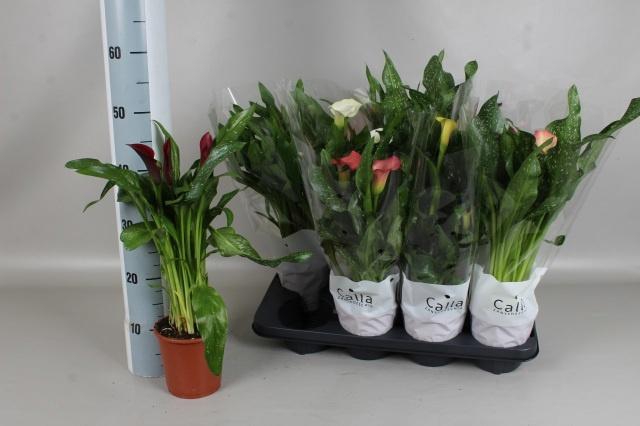 <h4>ZANT GEM 5 KL</h4>