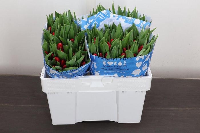 <h4>Tu En Kung-fu</h4>