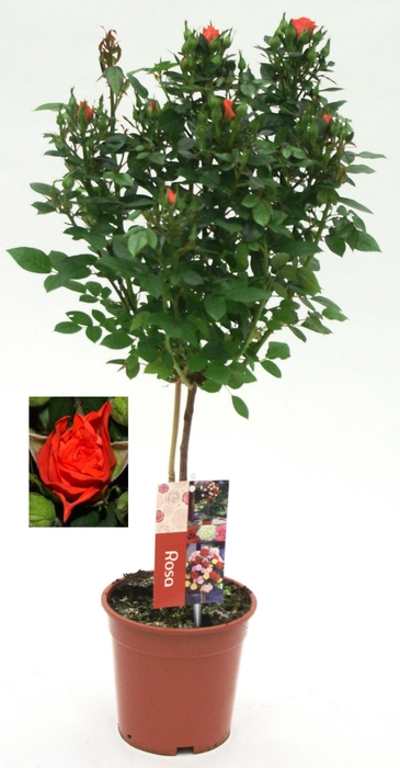 <h4>Roos op stam, Oranje</h4>