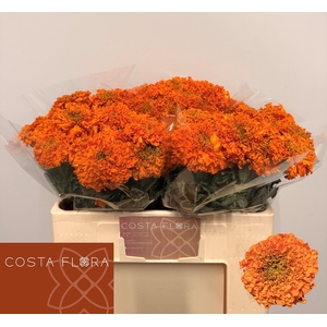 TAG E PROMISE ORANGE