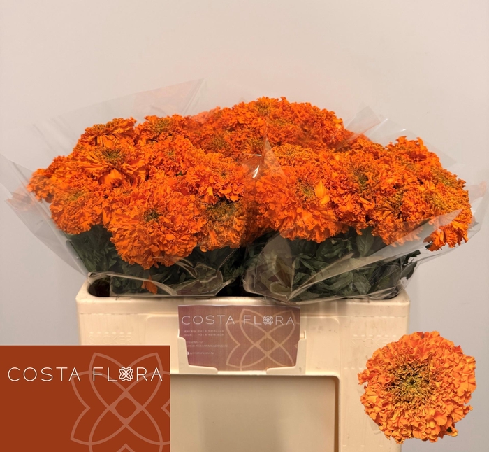 <h4>TAG E PROMISE ORANGE</h4>