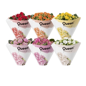 KALANCHOE ARTS-HYBRID