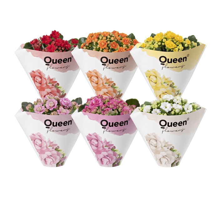 <h4>KALANCHOE ARTS-HYBRID</h4>