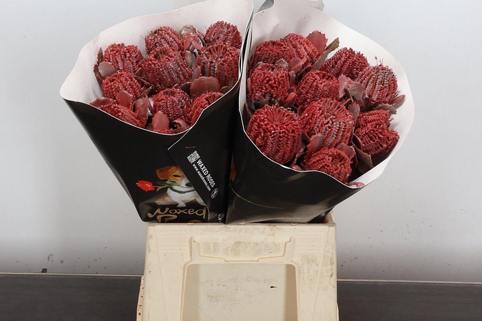 <h4>Banksia Speciosa</h4>