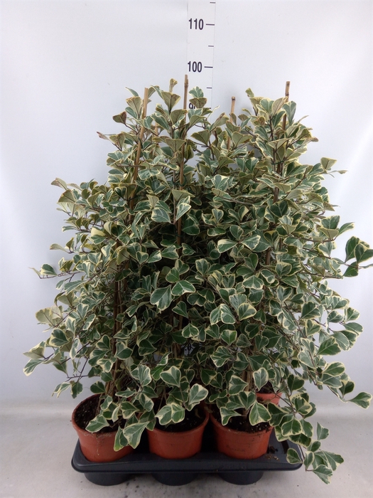 <h4>Ficus triangularis 'Sweetheart'</h4>