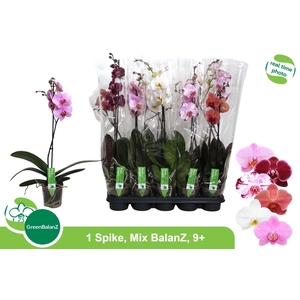 PHAL GEM