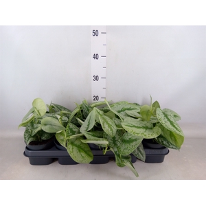 Scindapsus pictus 'Trebie'