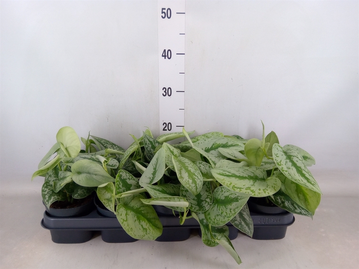 <h4>Scindapsus pictus 'Trebie'</h4>