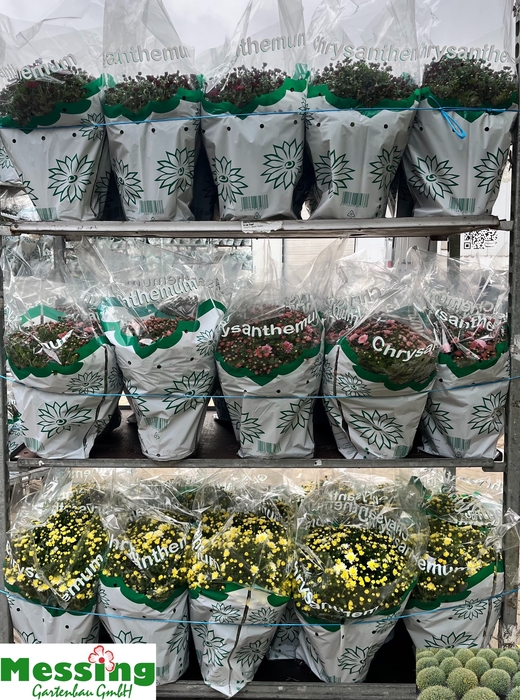 <h4>CHRYS GARDEN MUMS GM</h4>