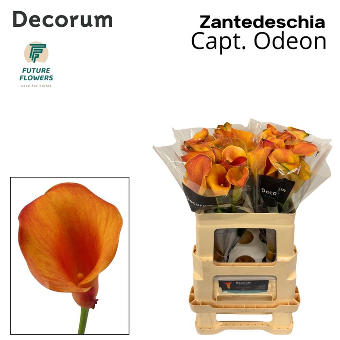 <h4>Zant Capt Odeon</h4>