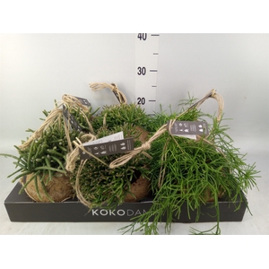 Rhipsalis   ...mix