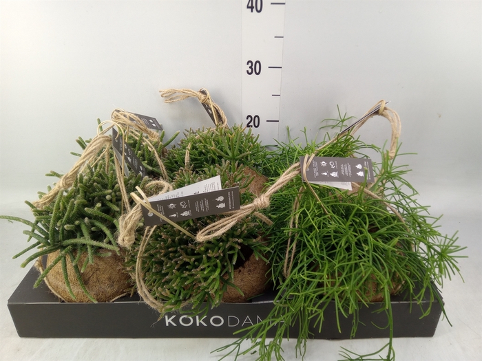 <h4>Rhipsalis   ...mix</h4>