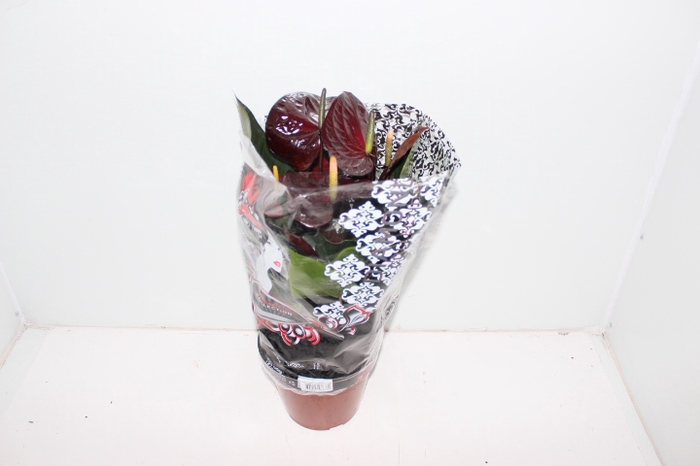 ANTHURIUM GIANT CHOCOLATE P19 CHOCOLATE