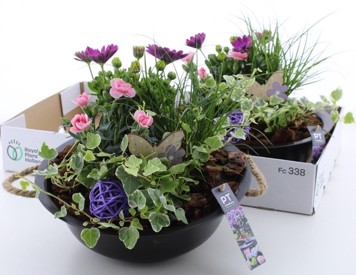 <h4>ARR TUINPLANTEN</h4>