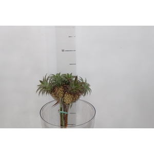 ANANAS LUCIDUS