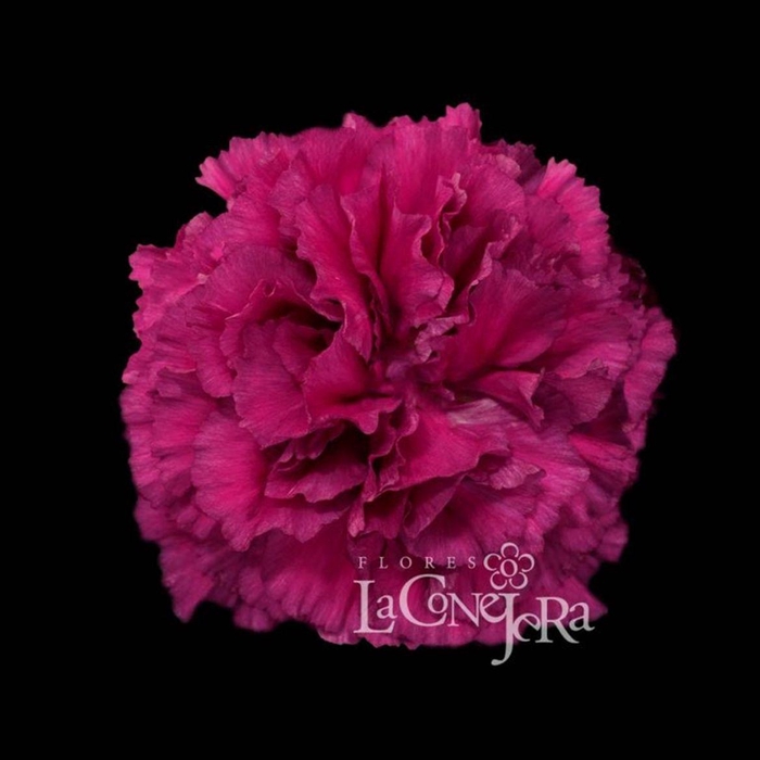 <h4>Di St Golem</h4>