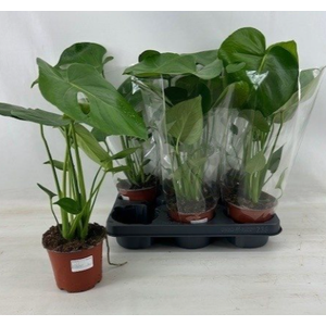 Monstera deliciosa