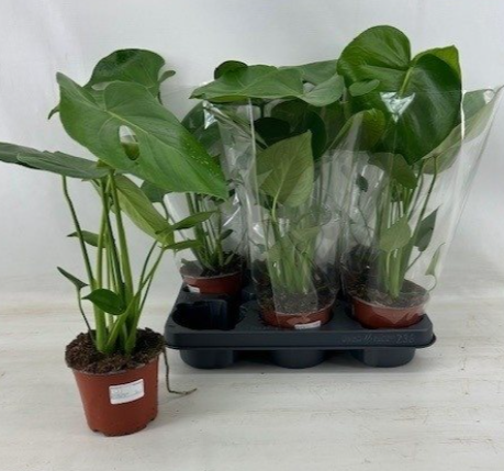 <h4>Monstera deliciosa</h4>