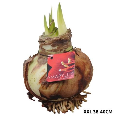 <h4>PTAXL2901 Arrangementen Hippeastrum</h4>