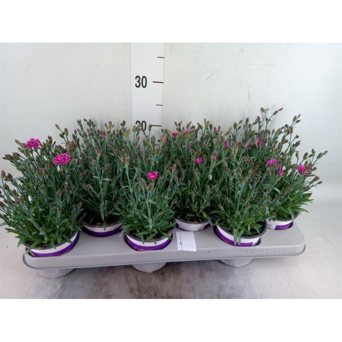 <h4>Dianthus  'Diantica Purple Wedding'</h4>