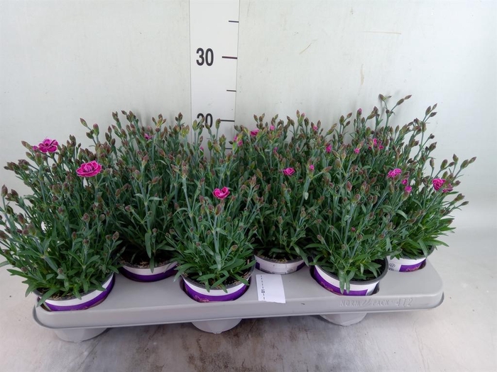 <h4>Dianthus  'Diantica Purple Wedding'</h4>