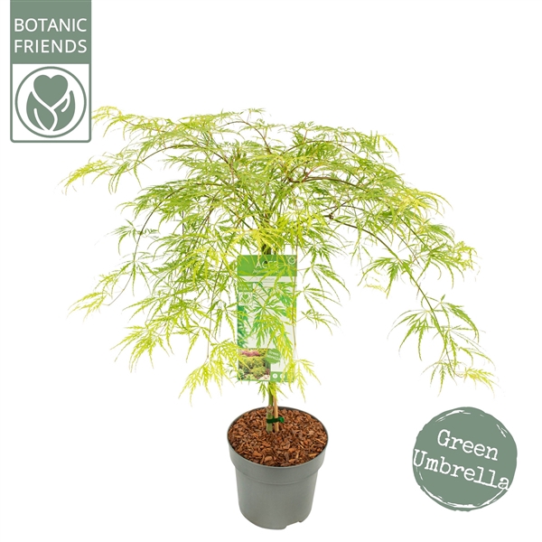 <h4>Acer palm. 'Dissectum'</h4>