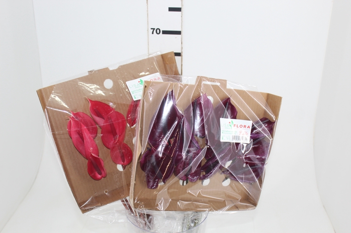 <h4>ANTHURIUM VARIADO 6/7.5 025 CM DIAM MIN 6 CM VARIADO</h4>