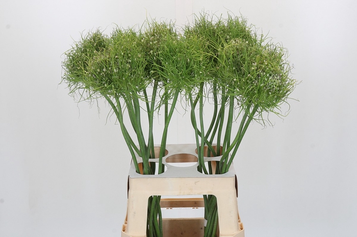 <h4>Allium Catweazle</h4>