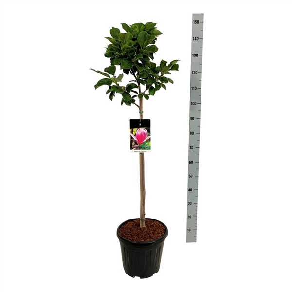 <h4>Magnolia soul. 'Satisfaction'</h4>