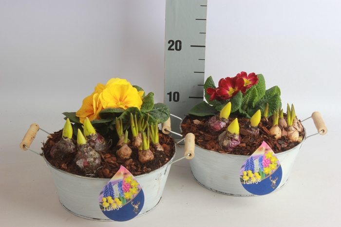 <h4>ARR TUINPLANTEN</h4>