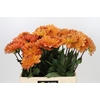 Dahlia Dr Phil