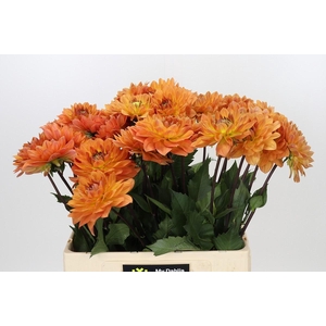 Dahlia Dr Phil