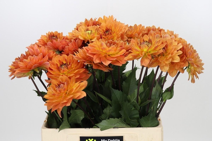 <h4>Dahlia Dr Phil</h4>