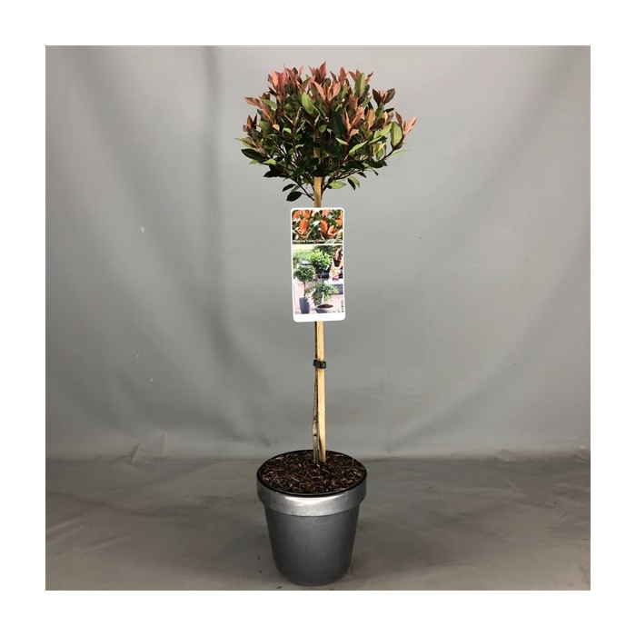 <h4>Photinia fraseri Chico C3</h4>