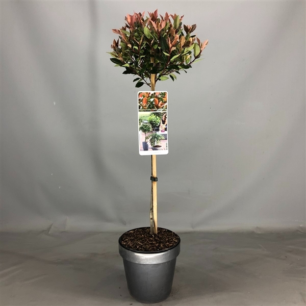 Photinia fraseri Chico C3