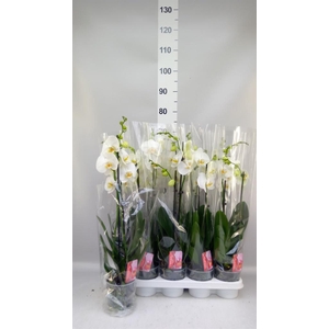 Phalaenopsis   ...white