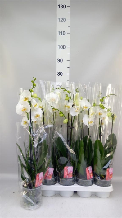 <h4>Phalaenopsis   ...white</h4>
