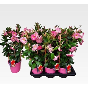 MANDE RIO LIGHT PINK