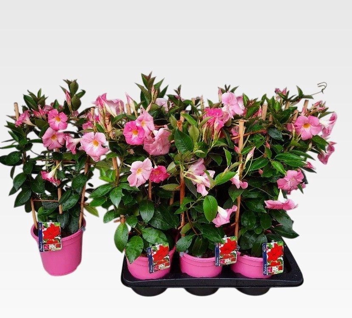 MANDE RIO LIGHT PINK