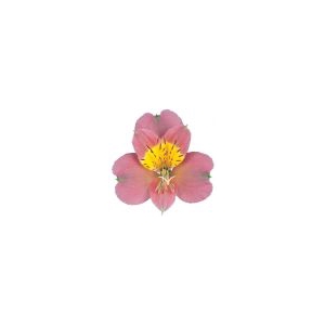 ALSTROEMERIA MODENA 080 CM