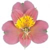 ALSTROEMERIA MODENA 080 CM