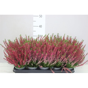 Calluna Beauty Lady Rood