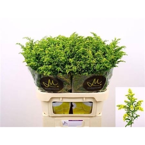 Soli Carzan Glory 80cm