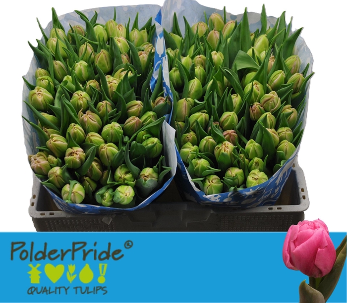 <h4>TU DU ATLANTA</h4>