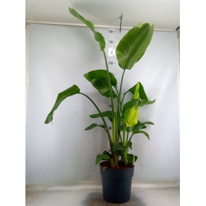Strelitzia nicolai