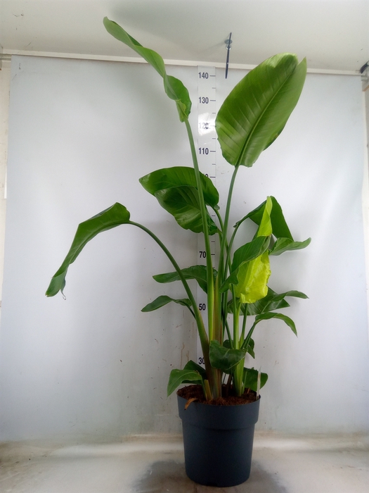 <h4>Strelitzia nicolai</h4>
